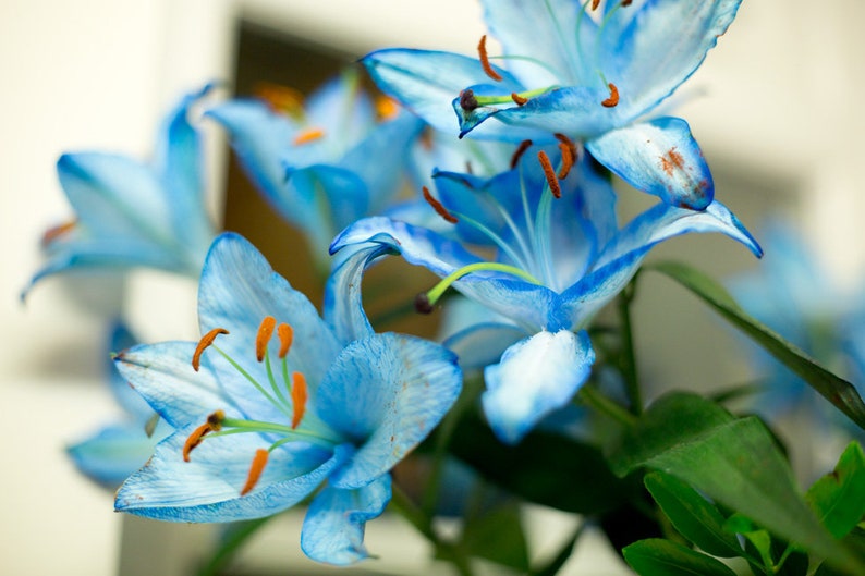 Blue Lily A Package Sky blue Lily Seeds Rare Lily Seeds make Etsy