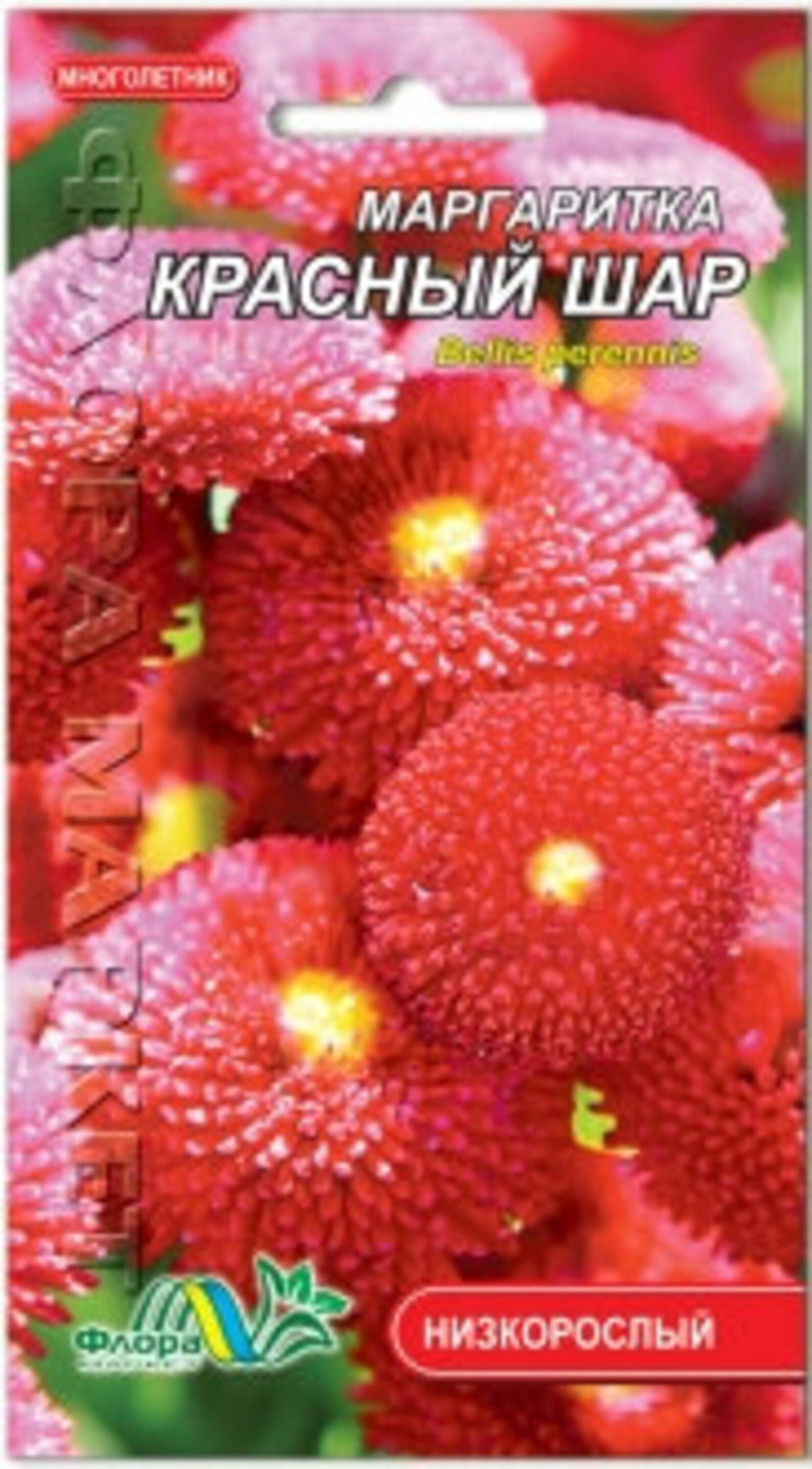 Red Daisy Flower Seeds Ball Annual outdoor plant 1 Pack