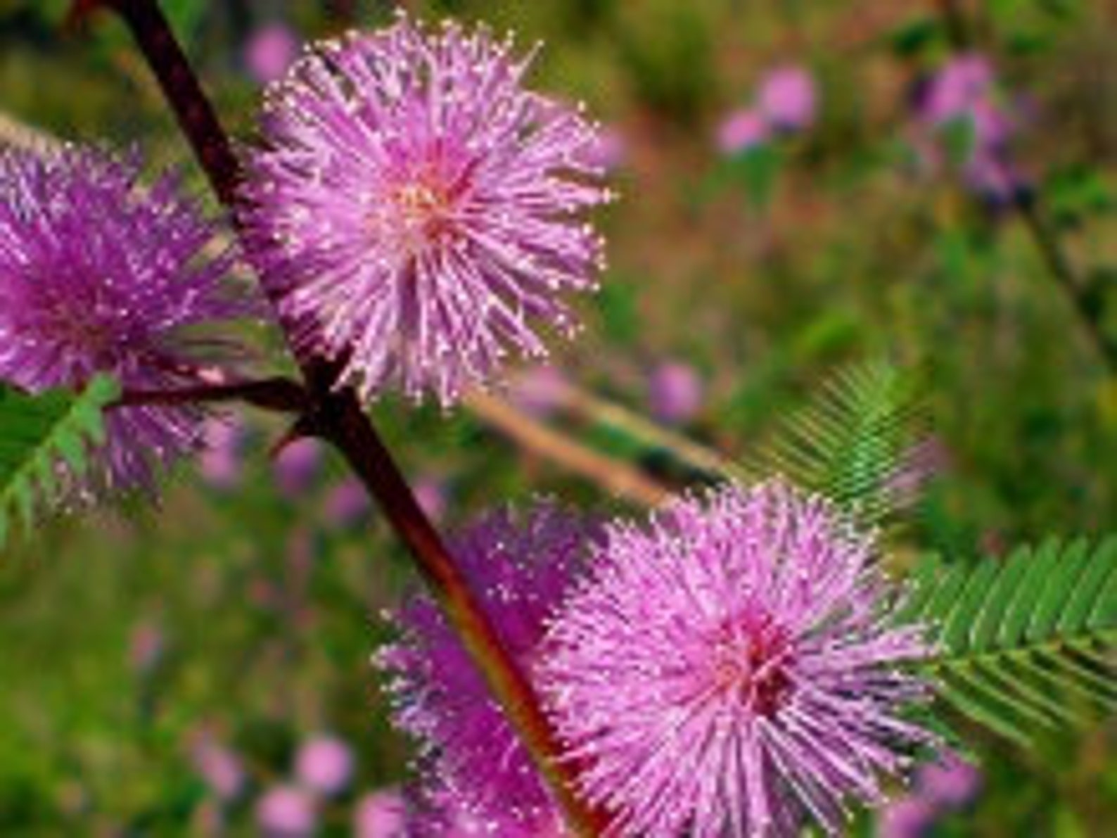 Sensitive Plant Mimosa Pudica Perennial Flower Shrub Seeds 0.1 Etsy