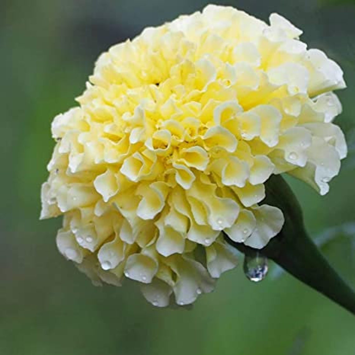 White Kilimanjaro White African Marigold Flower Seeds Garden Etsy