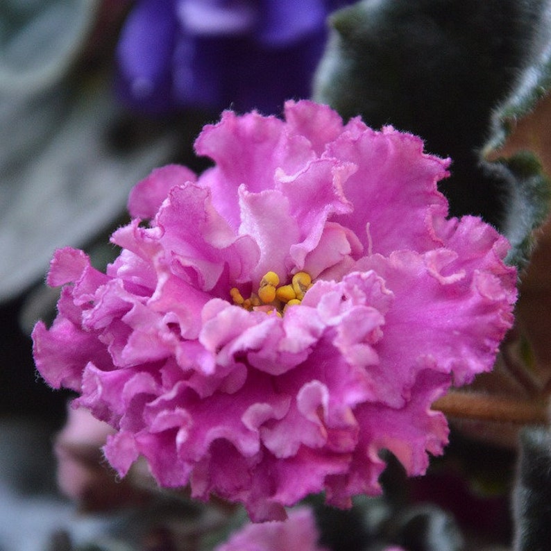 Garden Promotion African Violet Flower Plant Rare Garden ...