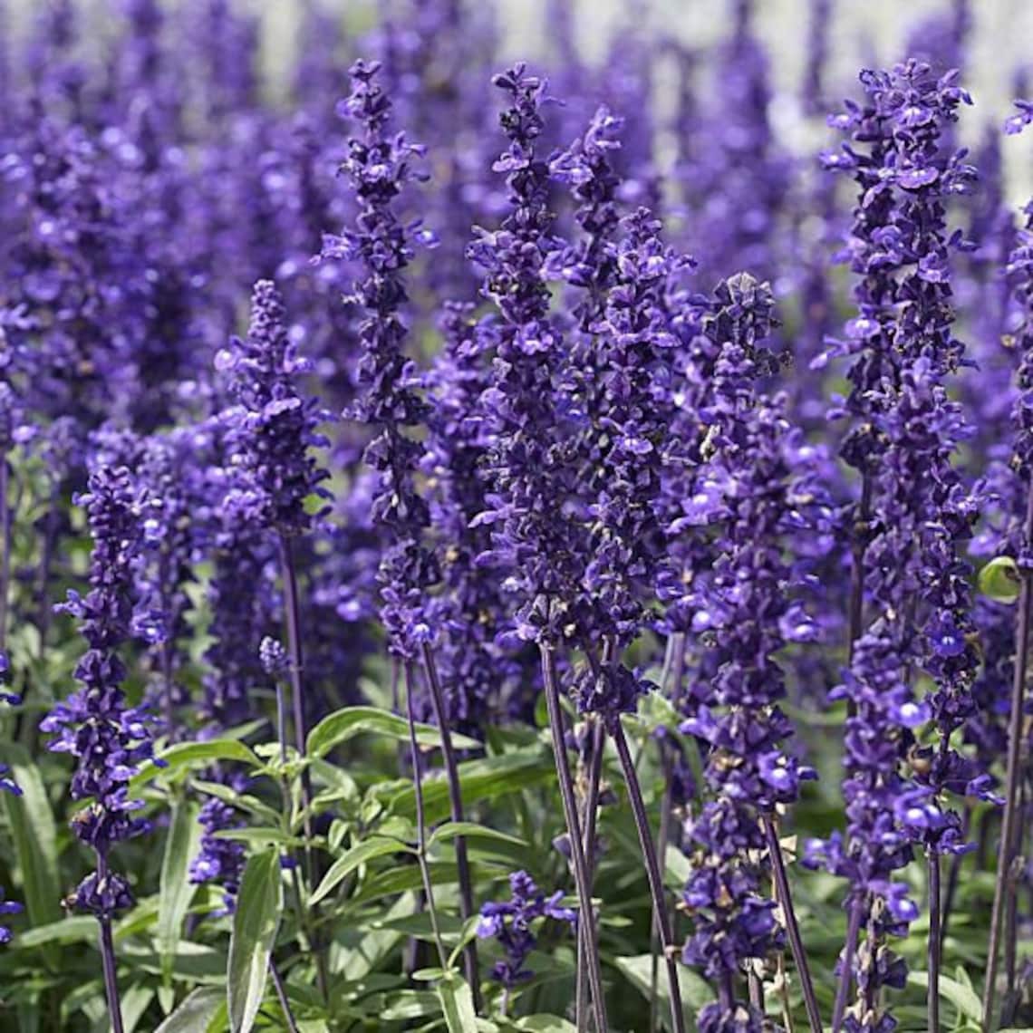 Salvia Azurea Seeds Blue Sage flower plant 1 Pack/65 Seeds Etsy
