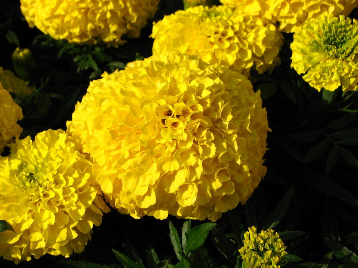 Marigold Marie Helen Flower Seeds Garden Mexican marigold Etsy