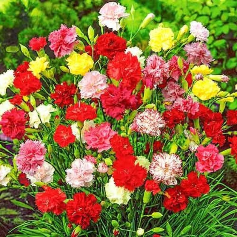 Carnation Grenada Mix Flower Dianthus caryophyllus Seeds 1 pack\\ 0.1 gr.