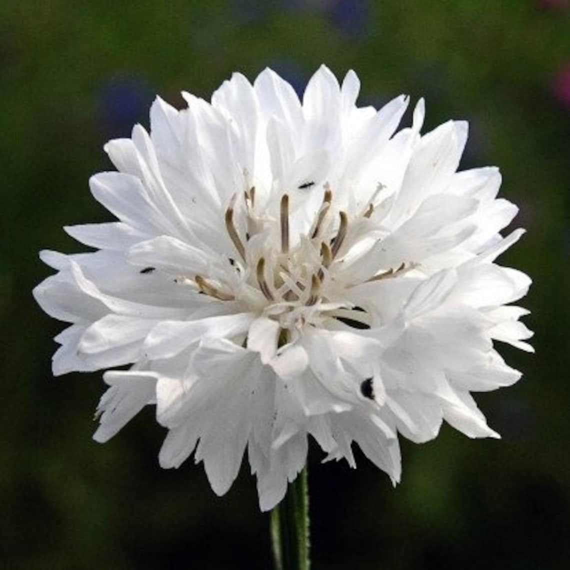 White Cornflower Flower seeds perennial plant 1 Pack/ 0.25 gr Etsy