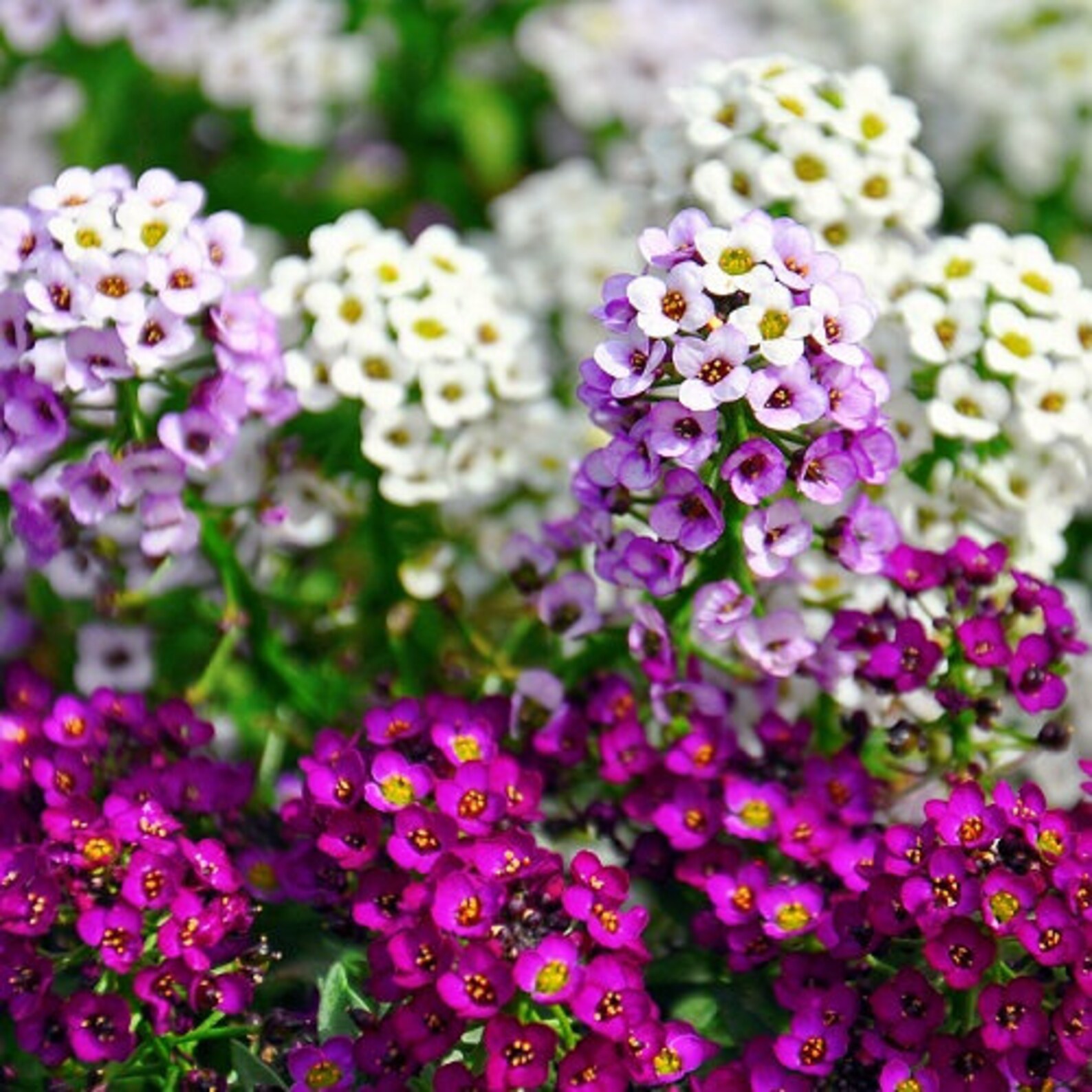 Alissum Mix Herb Flower Seeds Garden Alyssum Paletta Mix Seeds Etsy