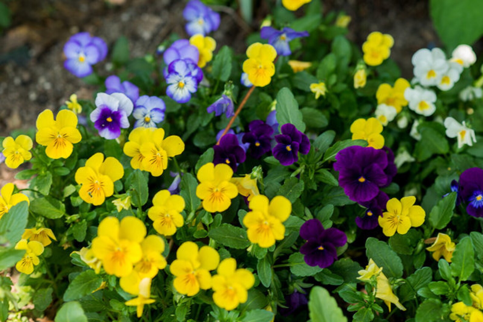 Viola Penny Mix Flower Seeds assorted annual plant 10 Pcs Etsy