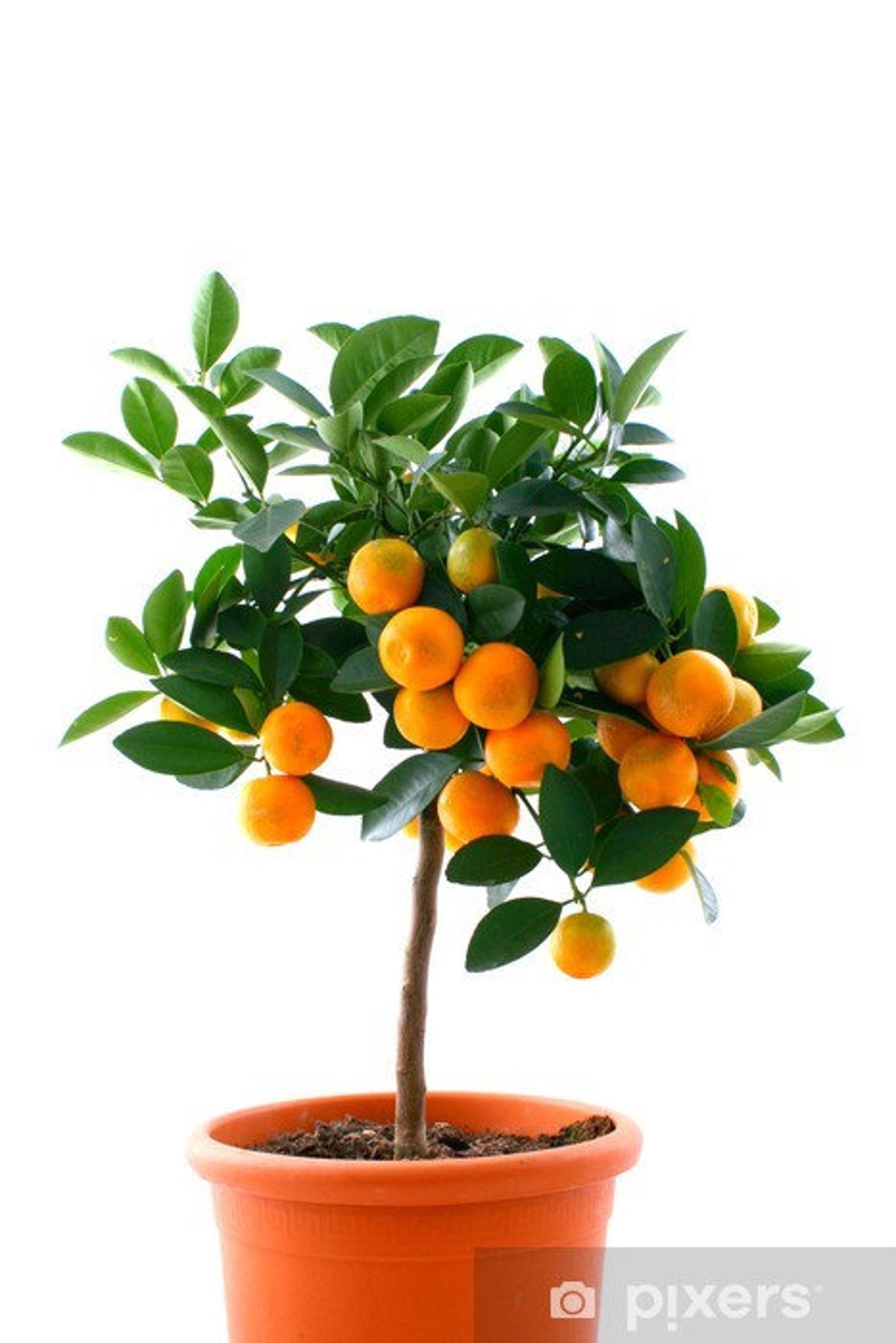 Organic Orange Tree Seeds Dwarf Washington Navel Grow Indoors Etsy