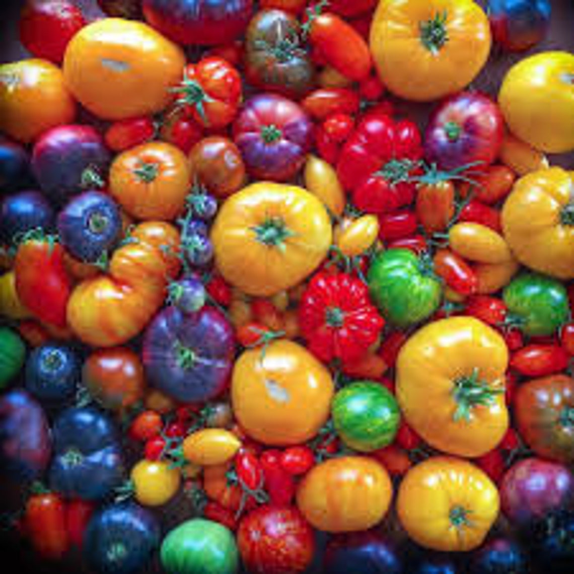 Popular Organic 100 PCS Rainbow Tomato Seeds Bonsai Fruit & Etsy
