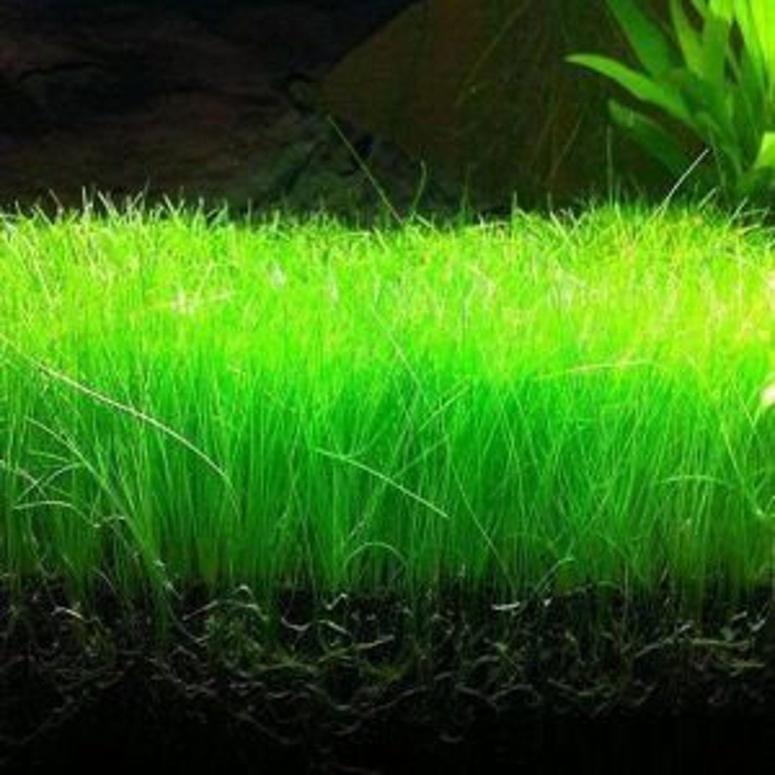 Aquarium Grass Plant Seeds West Coast Easy Aquatic Live Plant Etsy