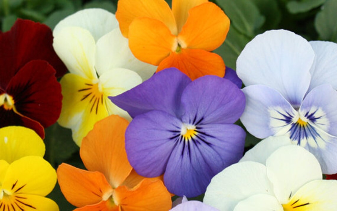 Viola Penny Mix Flower Seeds assorted annual plant 10 Pcs Etsy
