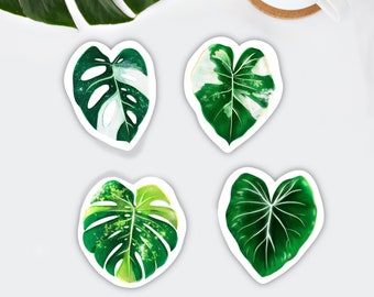 Kühlschrank Magnet Pflanzen, Magnet Set, Monstera Blatt aurea, adansonii variegata, Alocasia, Philodendron Gloriosum, Geschenk Plantlover