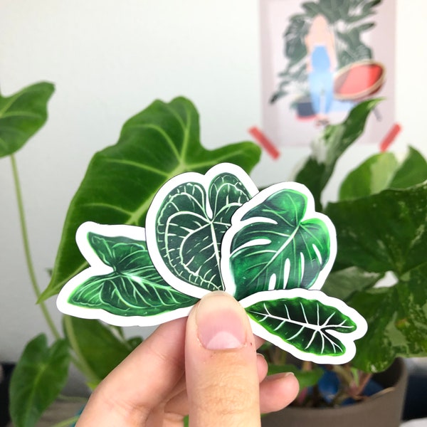 Pflanzen Magnet Set | Monstera Deliciosa | Topfpflanze | Kühlschrankmagnet Pflanze | Monstera Blatt | Gift for Plantlover | Alocasia Frydek