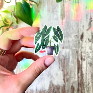 Alocasia Frydek Sticker, Pflanze Aufkleber, Urban Jungle Deko, Tagebuch Aufkleber, Kalender, Plantmom, Plantdad Geschenk, Botanik Kunst