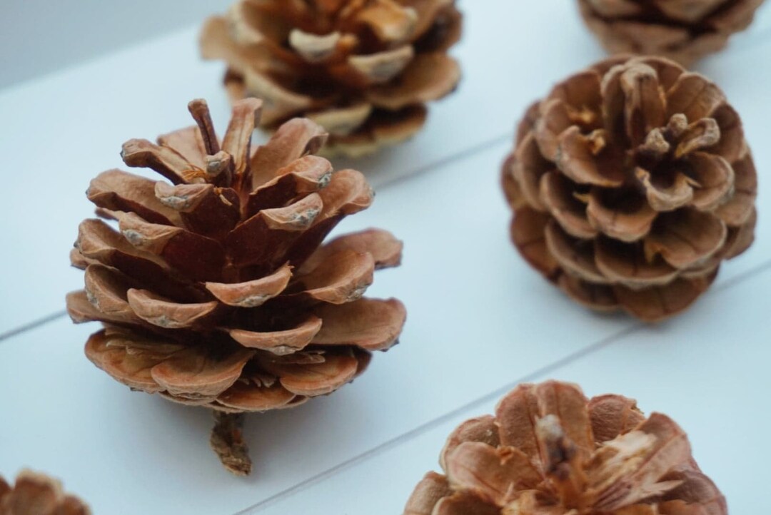 Small Natural Pine Cones for Bunnies Natural Toys for Etsy UK