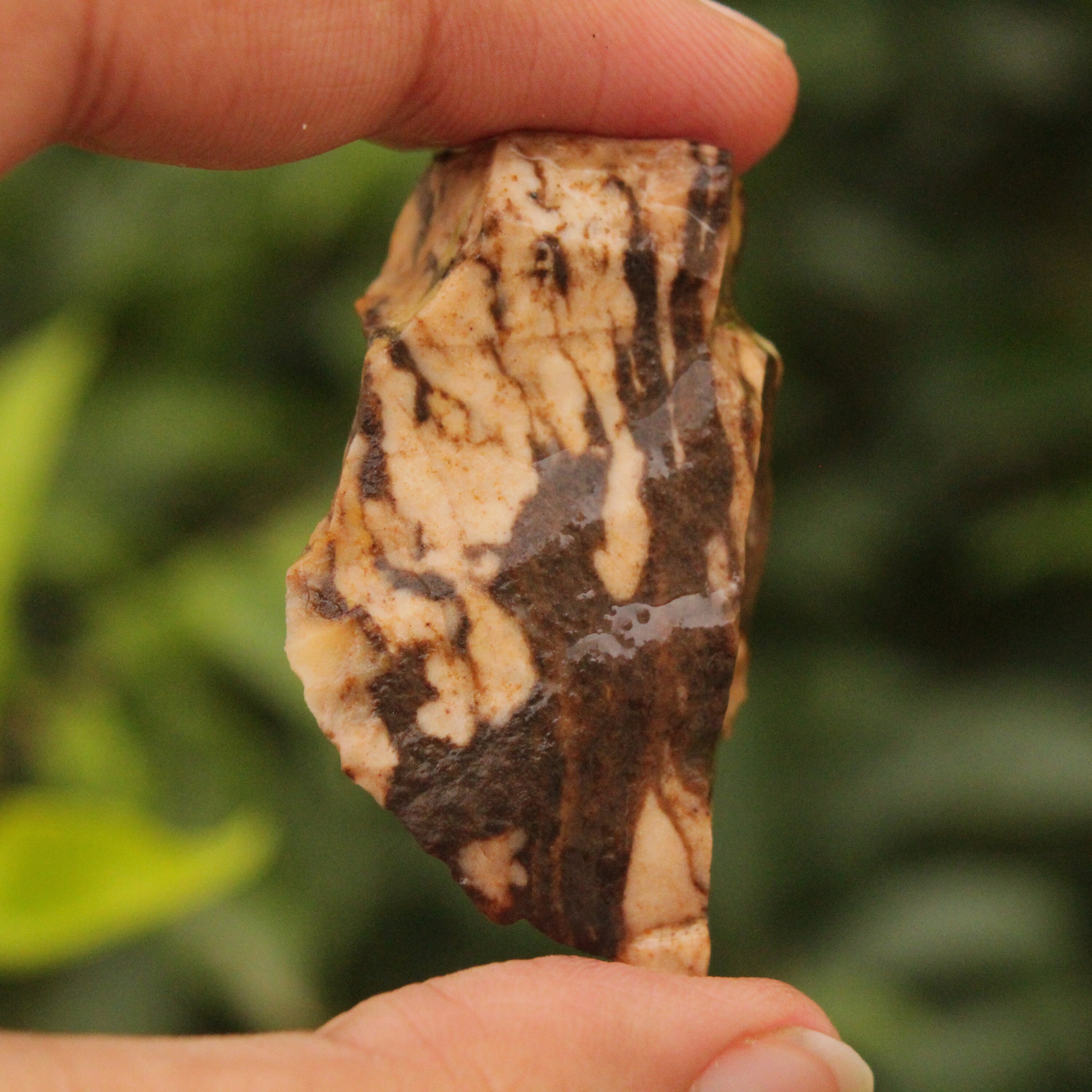 Brown Zebra Jasper zebra jasper rough Raw brown zebra Etsy