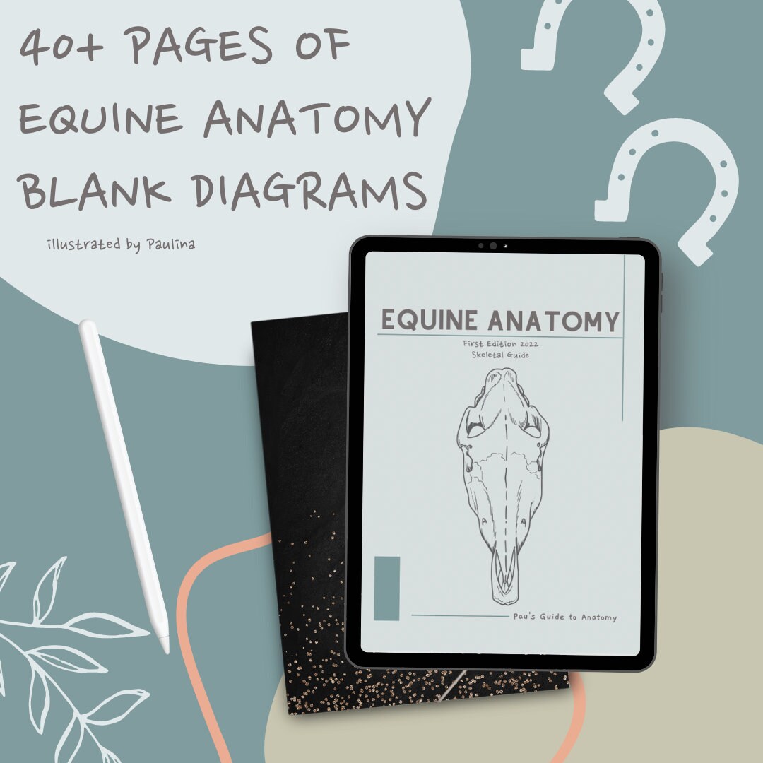 Equine Skeletal Anatomy Blank Notes - Etsy