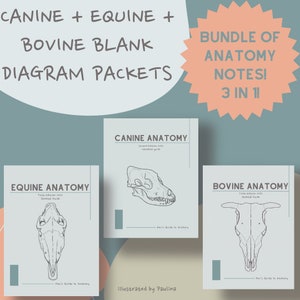 BUNDLE** Canine, Equine, & Bovine Anatomy Blank Notes