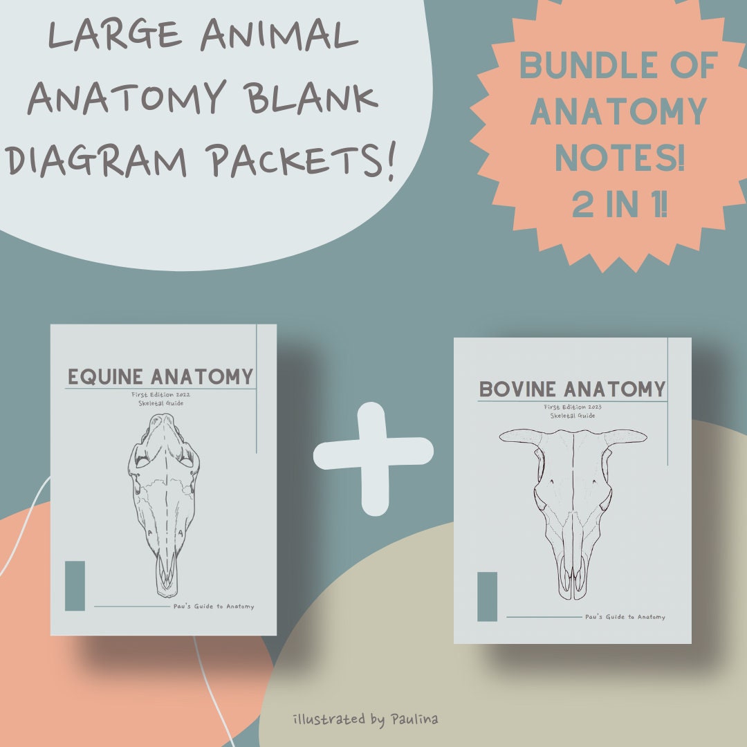 BUNDLE Canine, Equine, & Bovine Anatomy Blank Notes Etsy