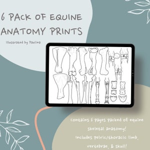 Paardenanatomie digitale prints - 6 stuks