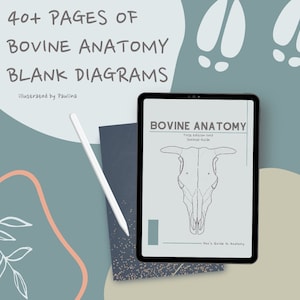 May include: A digital tablet displaying a black and white illustration of a cow skull. The text on the screen reads "Bovine Anatomy First Edition 2023 Skeletal Guide Pau's Guide to Anatomy". The tablet is on a table with a notebook and a stylus.