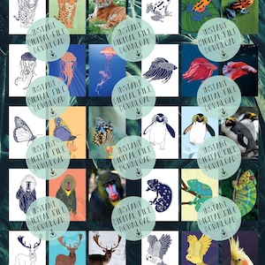 Impresión de arte de pared de animales Montessori - niño recién nacido - 30 descargas digitales dibujadas a mano y fotográficas - medusa tigre pájaro
