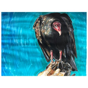 West Texas Turkey Buzzard Watercolor Painting | Turkey Vulture Bird Art | Carrion Birds