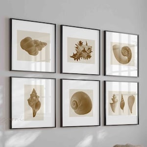 Puede incluir: Un conjunto de seis impresiones enmarcadas que presentan ilustraciones en sepia de varias conchas marinas. Las impresiones están dispuestas en una cuadrícula en una pared de color beige claro.