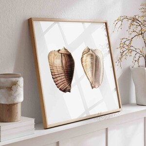 Op de afbeelding: Een ingelijste print van twee bruine schelpen op een witte achtergrond. De schelpen zijn in een natuurlijke, realistische stijl.