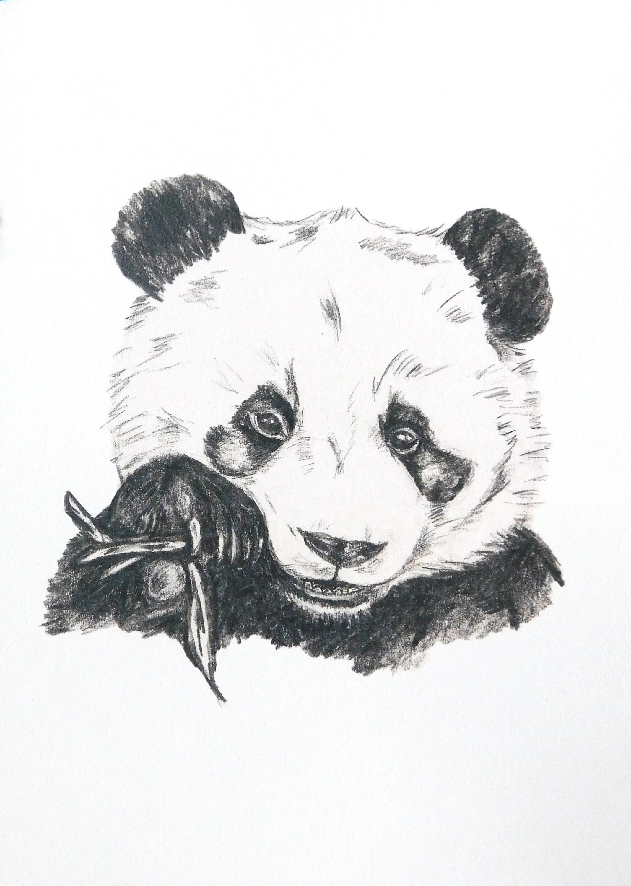 Black and white Red Panda pencil drawing