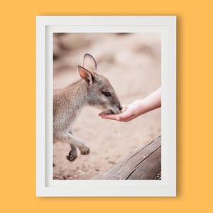 Kangaroo Wallaby Art Print | Australian Wildlife Wall Art, Animal Photography, Nature Decor, Unframed Art Print