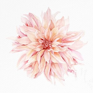 May include: A watercolor painting of a delicate pink dahlia flower with soft, layered petals.