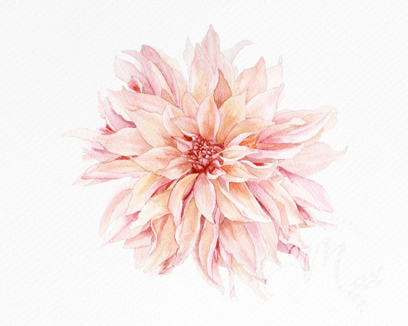 May include: A watercolor painting of a delicate pink dahlia flower with soft, layered petals.