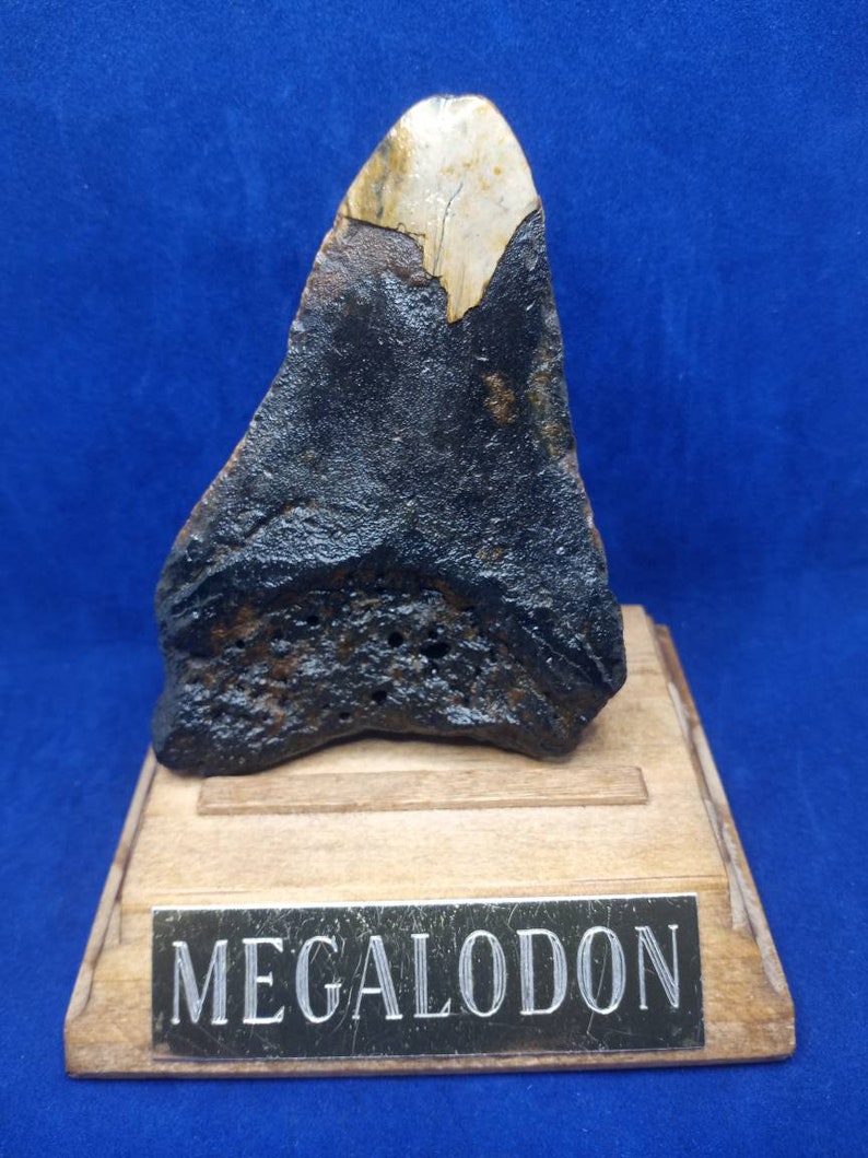 4.26 megalodon Shark Tooth L fossil