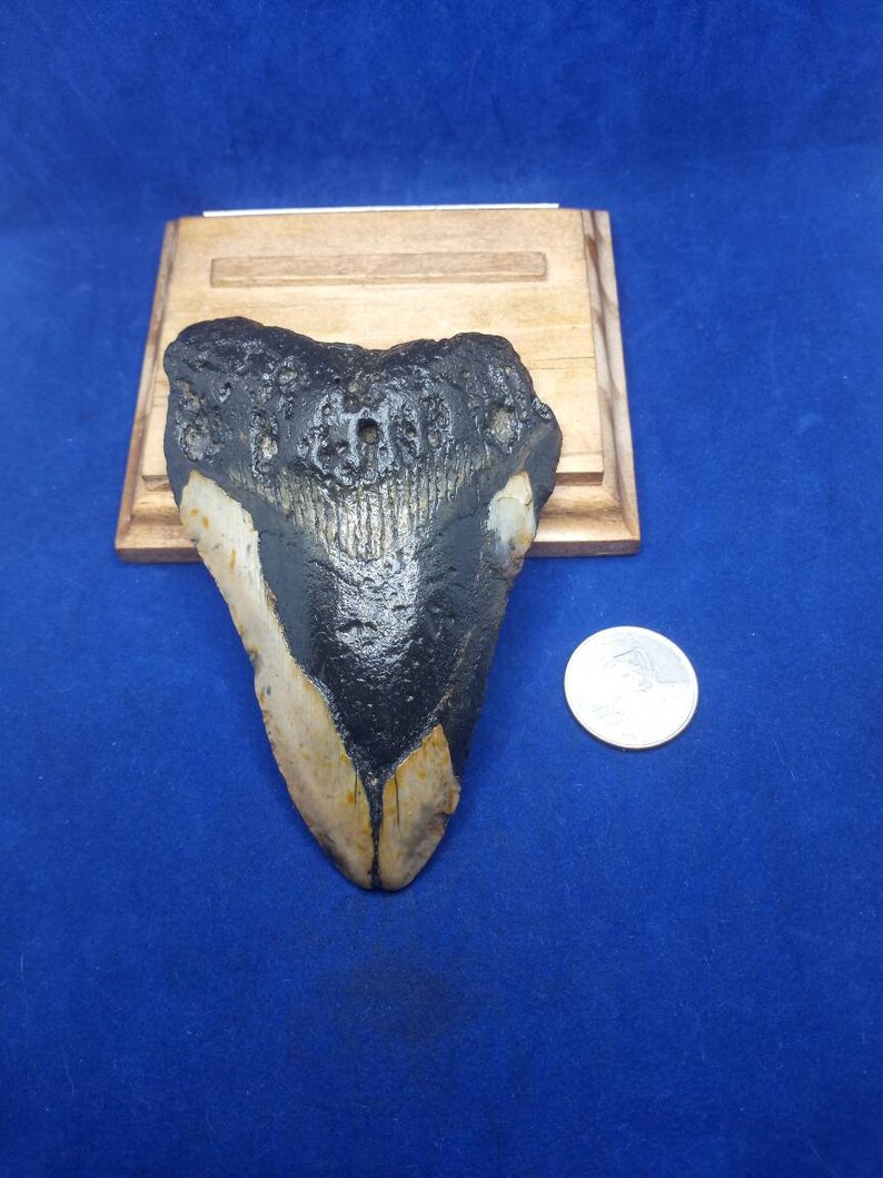 4.26 megalodon Shark Tooth L fossil