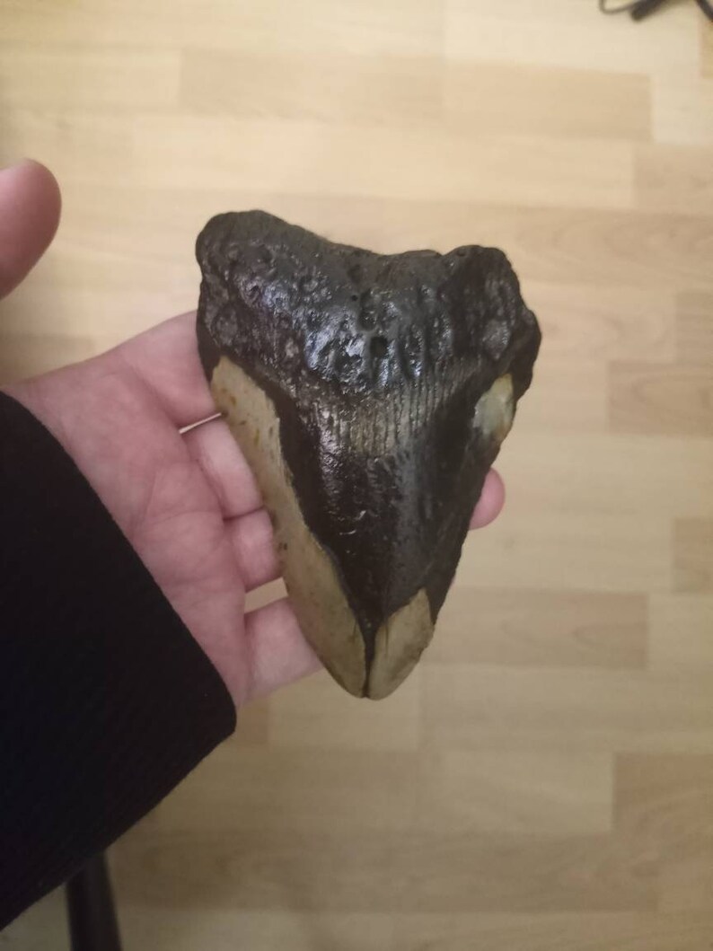 4.26 megalodon Shark Tooth L fossil