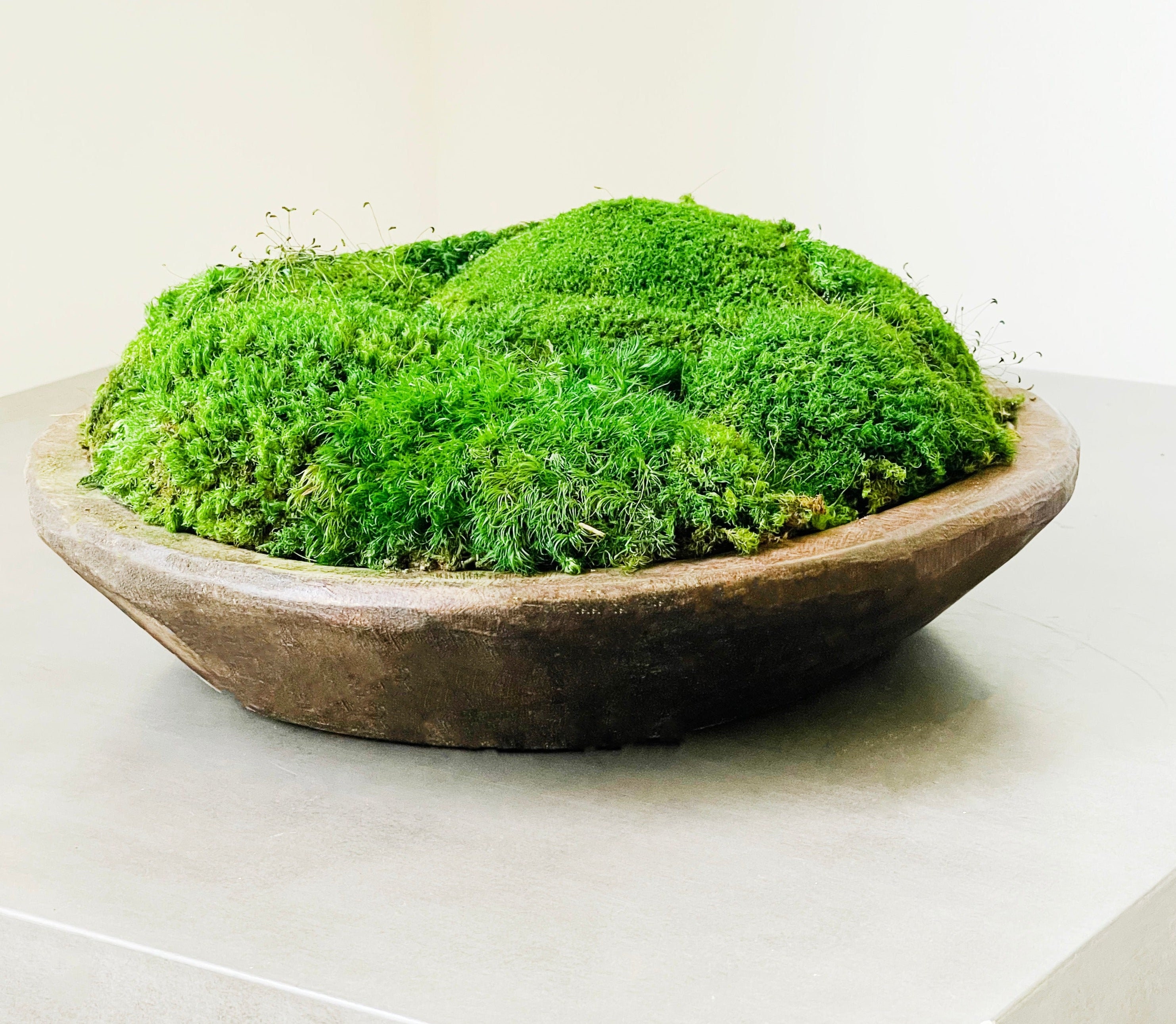VICKY YAO Faux Plant Exclusive Design Preserved Moss Bowl Art -  Denmark