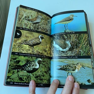 Vintage North America birds field guide