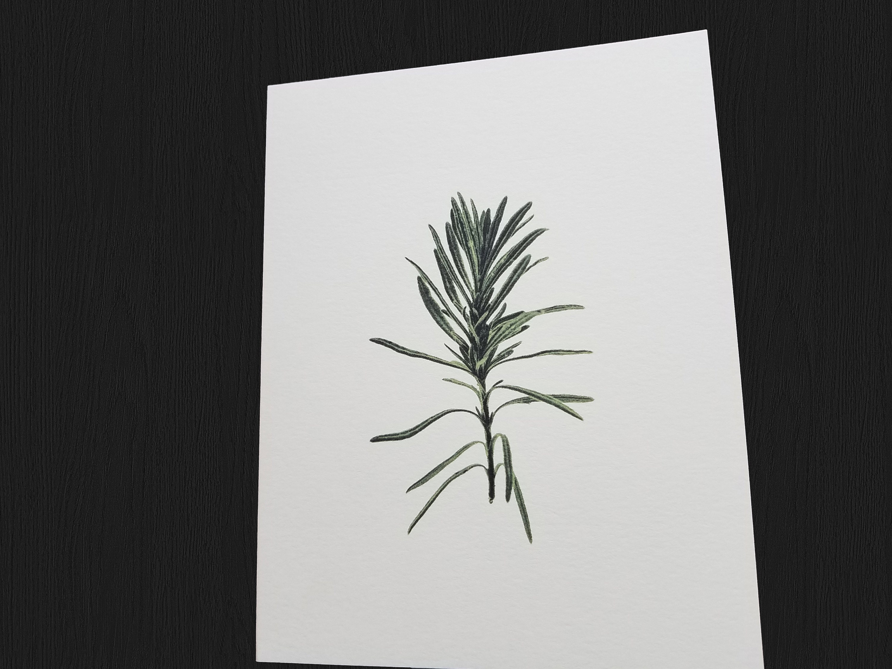 Nature Note Cards Assorted Blank Card Set Small Gift for Etsy