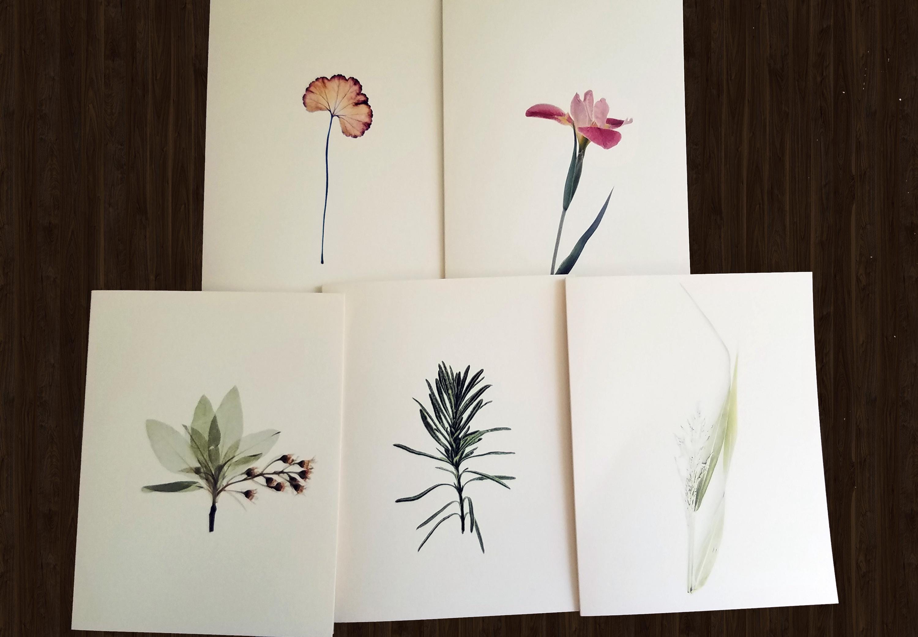 10 Botanical Note Cards: Minimalist Plant Card Set, Assorted Blank ...