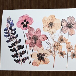 May include: A botanical print featuring a collection of pressed flowers in various stages of preservation. The arrangement includes pink, purple, and beige blooms, with delicate stems and leaves. The flowers are arranged on a white background.