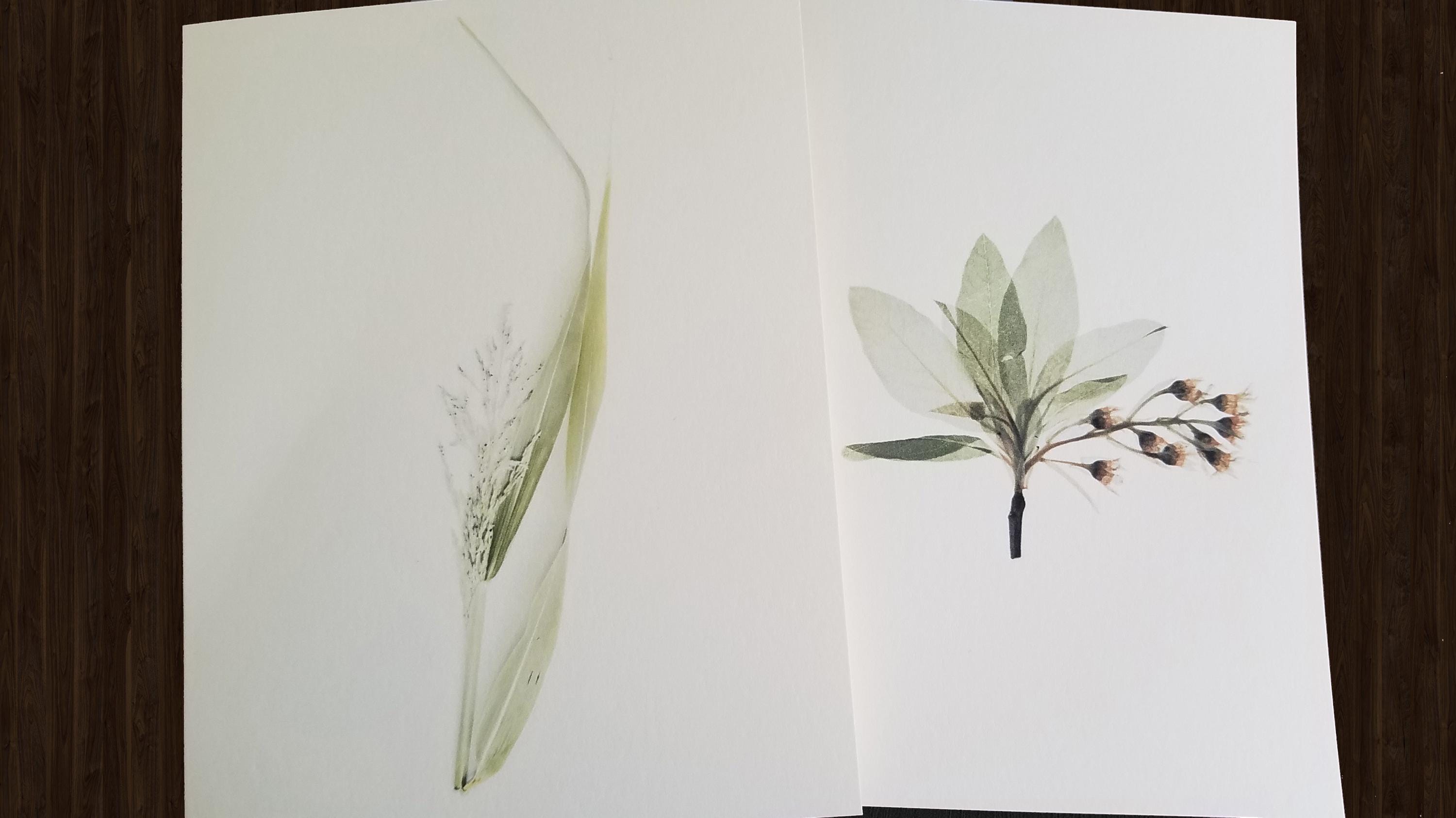 10 Botanical Note Cards: Minimalist Plant Card Set, Assorted Blank ...