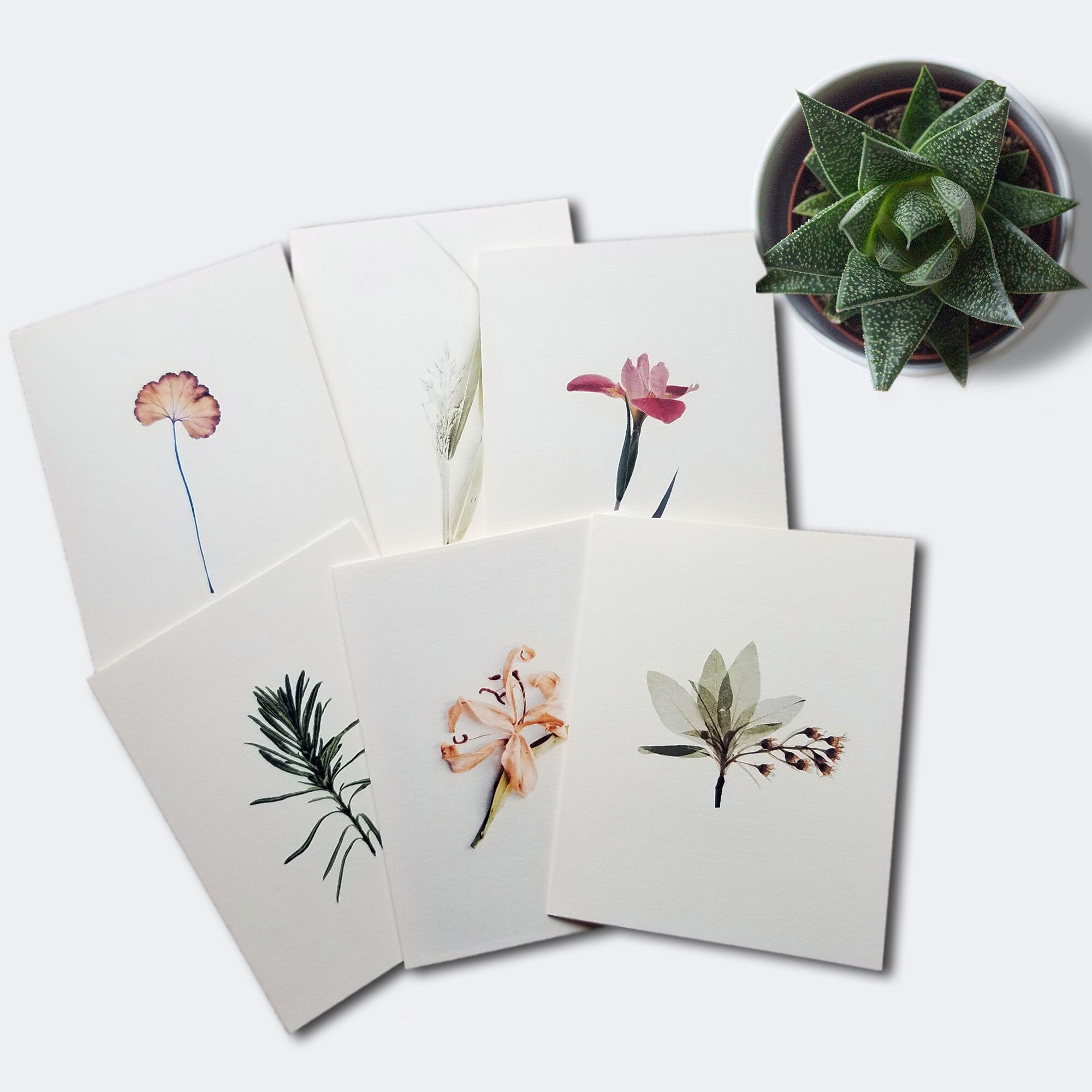 Nature Note Cards Assorted Blank Card Set Small Gift for Etsy