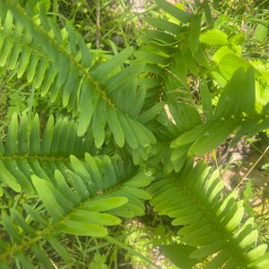 May include: Close-up of vibrant green fern fronds with small, symmetrical leaflets. The fern is surrounded by other green foliage and grass, creating a natural, outdoor scene. The image is well-lit, highlighting the texture and detail of the plant.