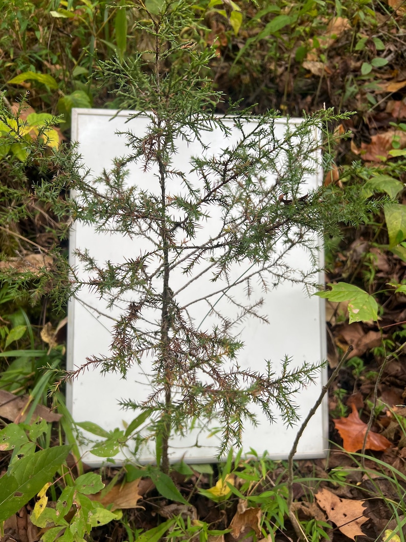 Eastern Red Cedar Saplings: Smoky Mountain Bare-root Tree - Etsy