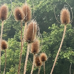 May include: A cluster of dried, brown teasel seed heads with prickly, cylindrical structures and long, thin, curved bracts extending outward. The stems are slender, textured, and upright, supporting the spiky, cone-shaped flower heads.