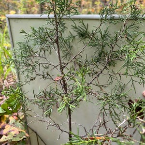 Eastern Red Cedar Saplings: Smoky Mountain Bare-Root Tree