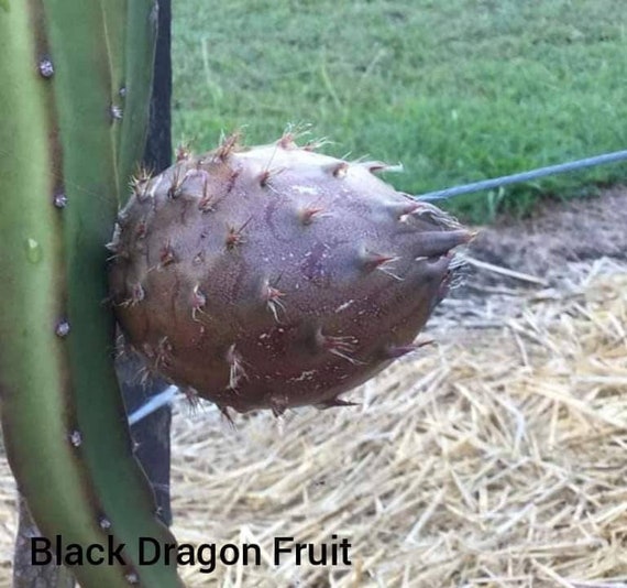 Black Dragon Fruit Plants & Cuttings Etsy