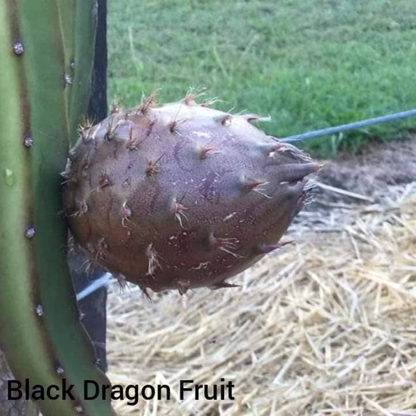 Dragon Fruit Cuttings - 10-12 Inch Size, Multiple Varieties, Ready To Grow - Organic Hylocereus Cactus