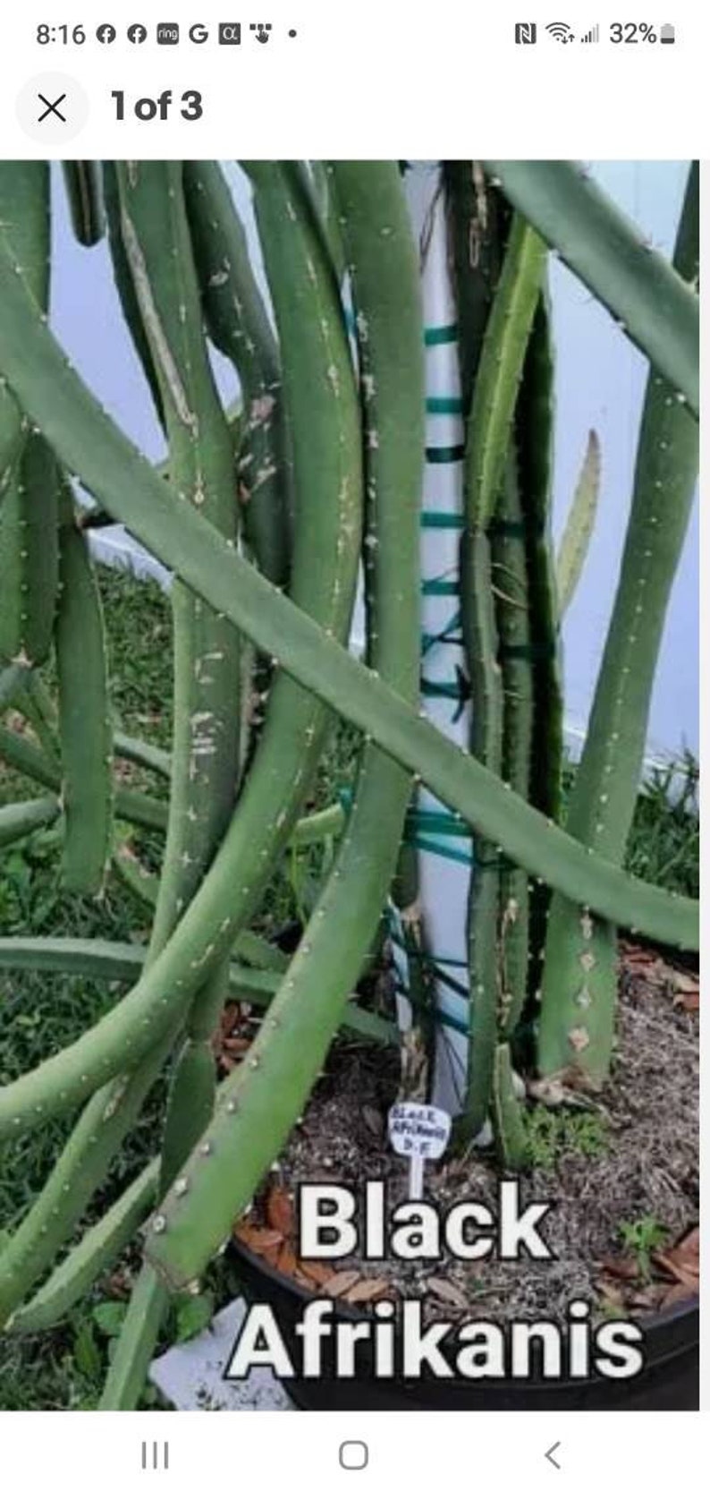 Black Dragon Fruit Plants & Cuttings Etsy